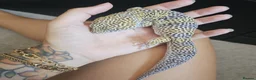 Leopard Gecko reptiles for sale: Leopard gecko and full enclosure - Advert 11