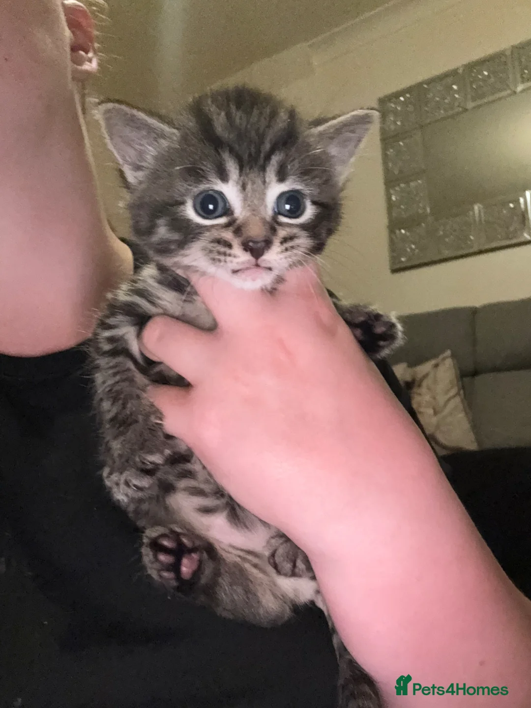 Mixed Breed cats for sale: Ragdoll Cross kittens  - Advert 6