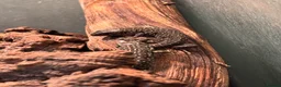 Lizard reptiles for sale: Baby jewelled lacerta  european eyed lizards - Advert 4