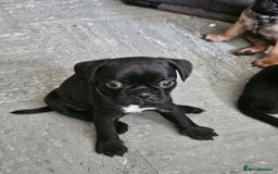 Mixed Breed dogs for sale: Reduced to 400 - Image 8
