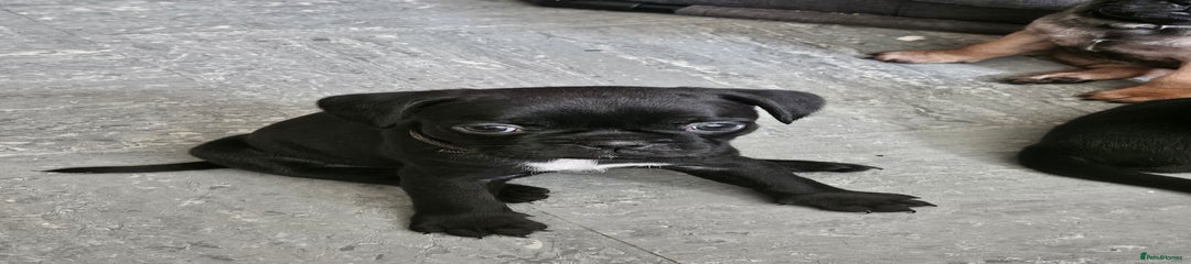 Female