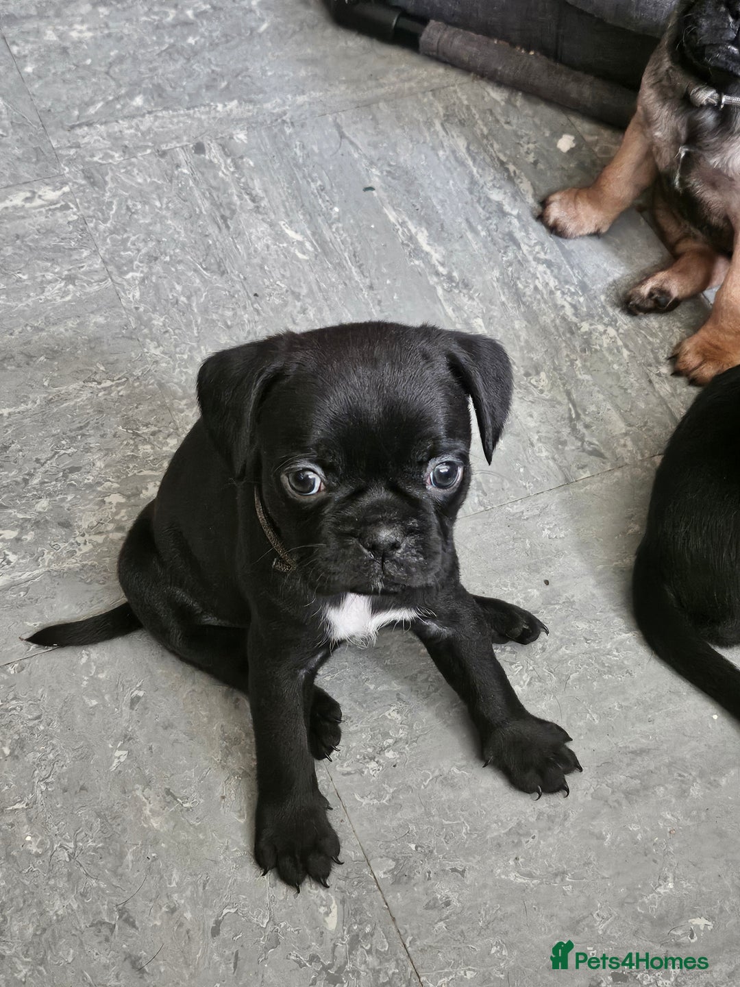 Mixed Breed dogs for sale: Reduced to 400 - Image 8