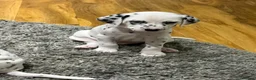 Dalmatian dogs for sale: Dalmation puppies for sale in Hayes - Advert 4