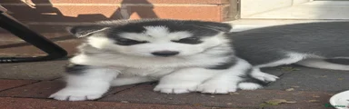 Siberian Husky 2