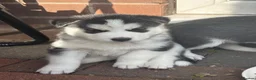 Siberian Husky dogs for sale: Siberian Husky puppies 1 boy 4 girls - Advert 6