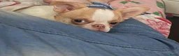 Chihuahua dogs for sale: Pedigree chihuahua  - Advert 4