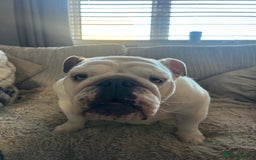 English Bulldog dogs for sale: Brother and sister for sale £2500 for both  - Advert 20