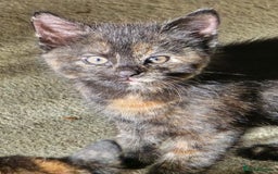 Mixed Breed cats for sale: 4 calico girls for sale  - Image 4