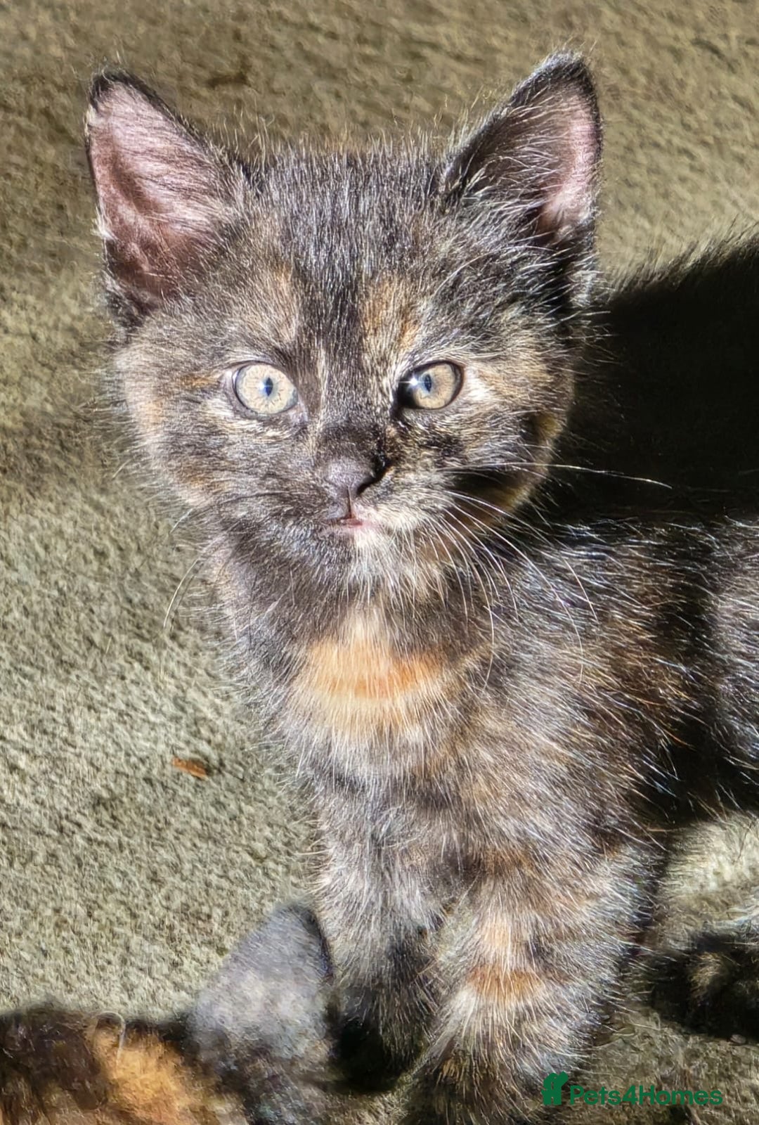 Mixed Breed cats for sale: 4 calico girls for sale  - Image 4
