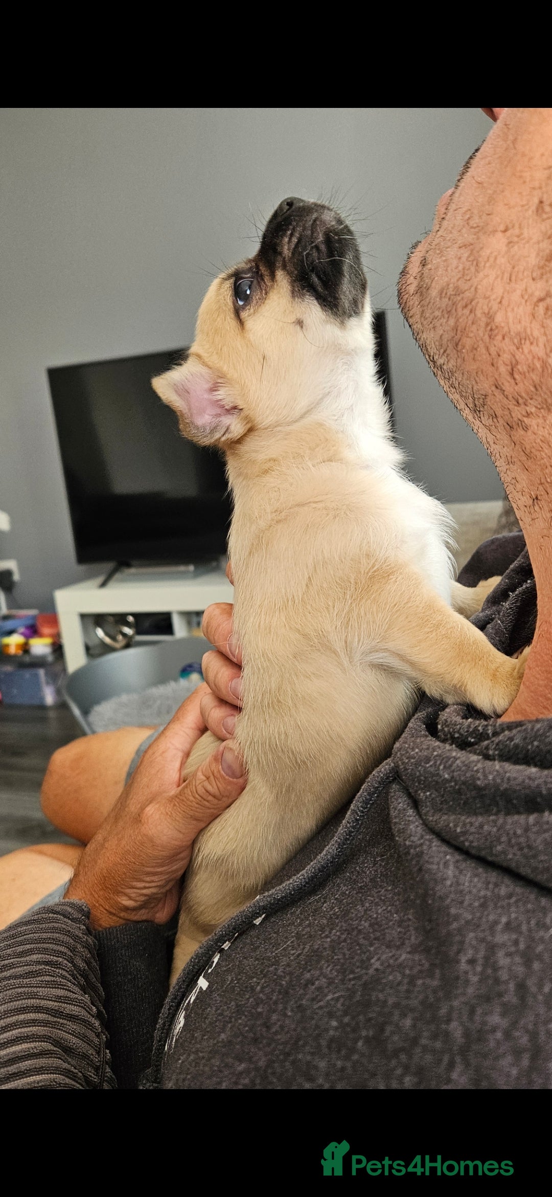 Chihuahua dogs for sale: Chihuahua puppies looking for their Forever Homes  - Image 14