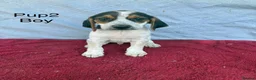 Beagle dogs for sale: Beautiful beagle puppies for sale  - Advert 8