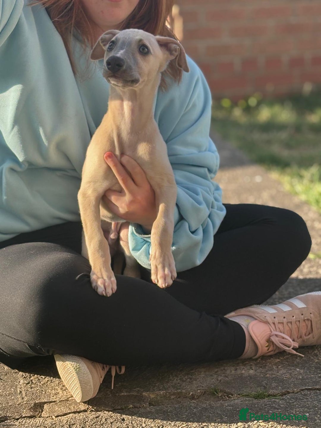 Whippet dogs for sale: Whippet pups ready now  - Image 21