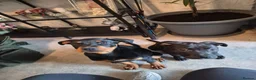 Rottweiler dogs for sale: Male rottweiler puppie - Advert 13