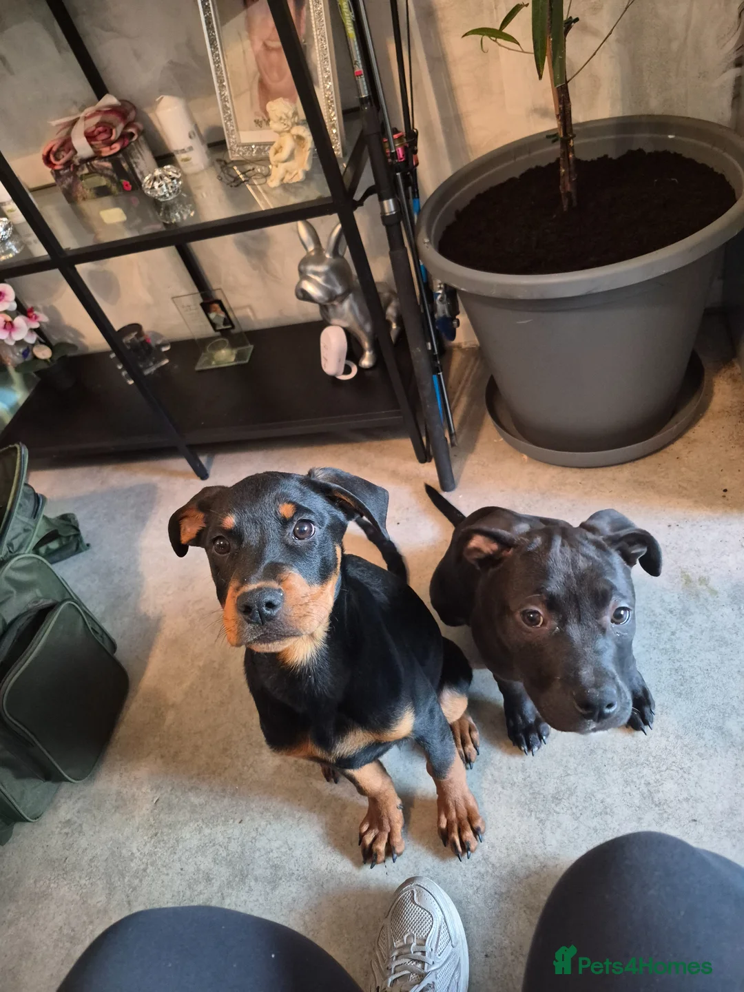 Rottweiler dogs for sale: Male rottweiler puppie - Advert 13