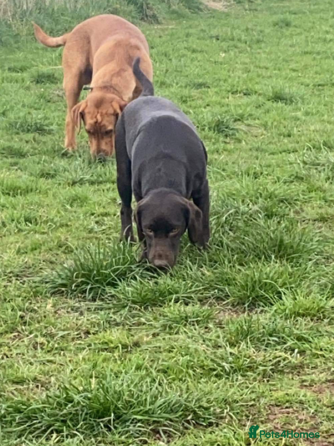 Labrador Retriever dogs for sale: LABRADOR PUPPIES  - Advert 8