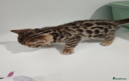 Bengal cats for sale: Pure Bengal kittens - Image 30
