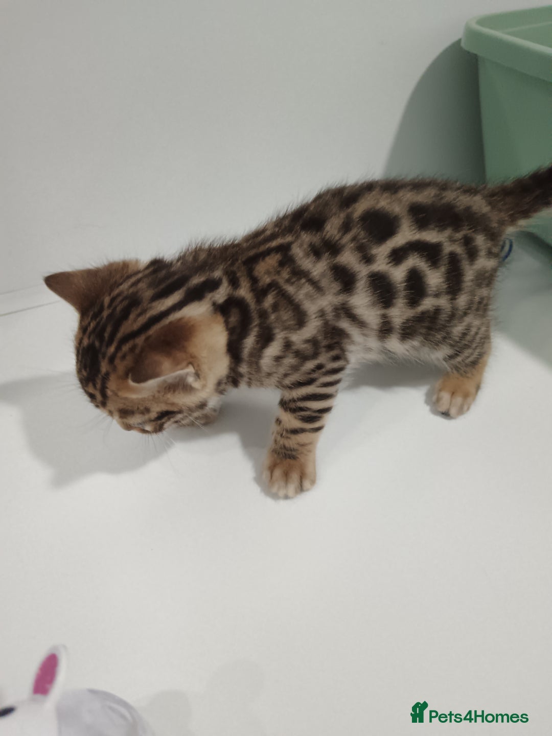 Bengal cats for sale: Pure Bengal kittens - Image 30