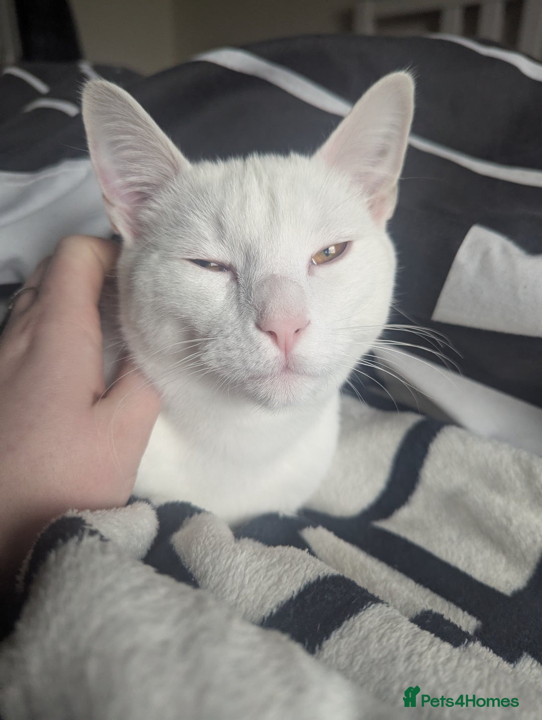 Domestic Shorthair cats for sale: Make White Cat for rehoming  - Image 6