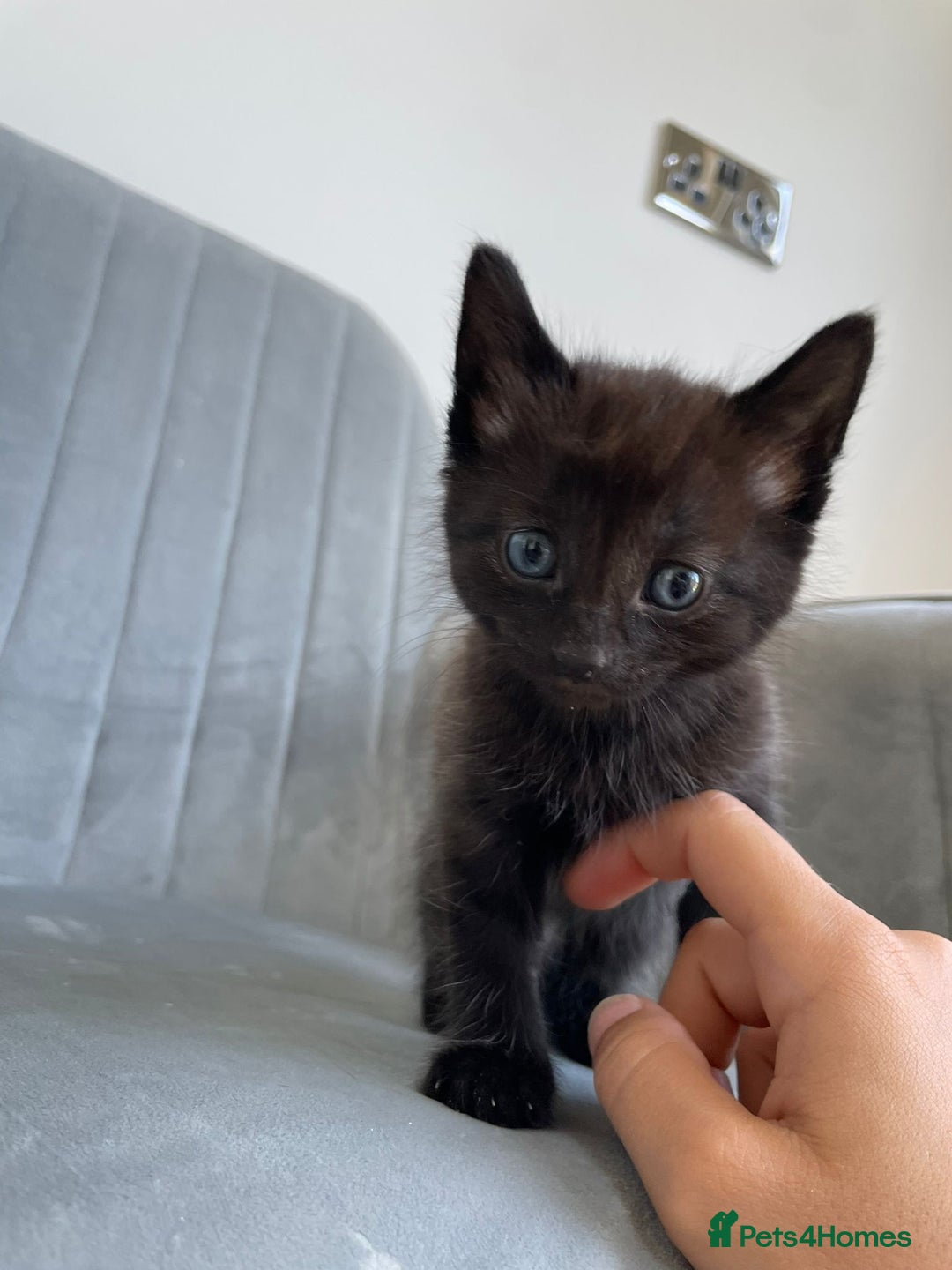 Mixed Breed cats for sale: Adorable kittens  - Image 19