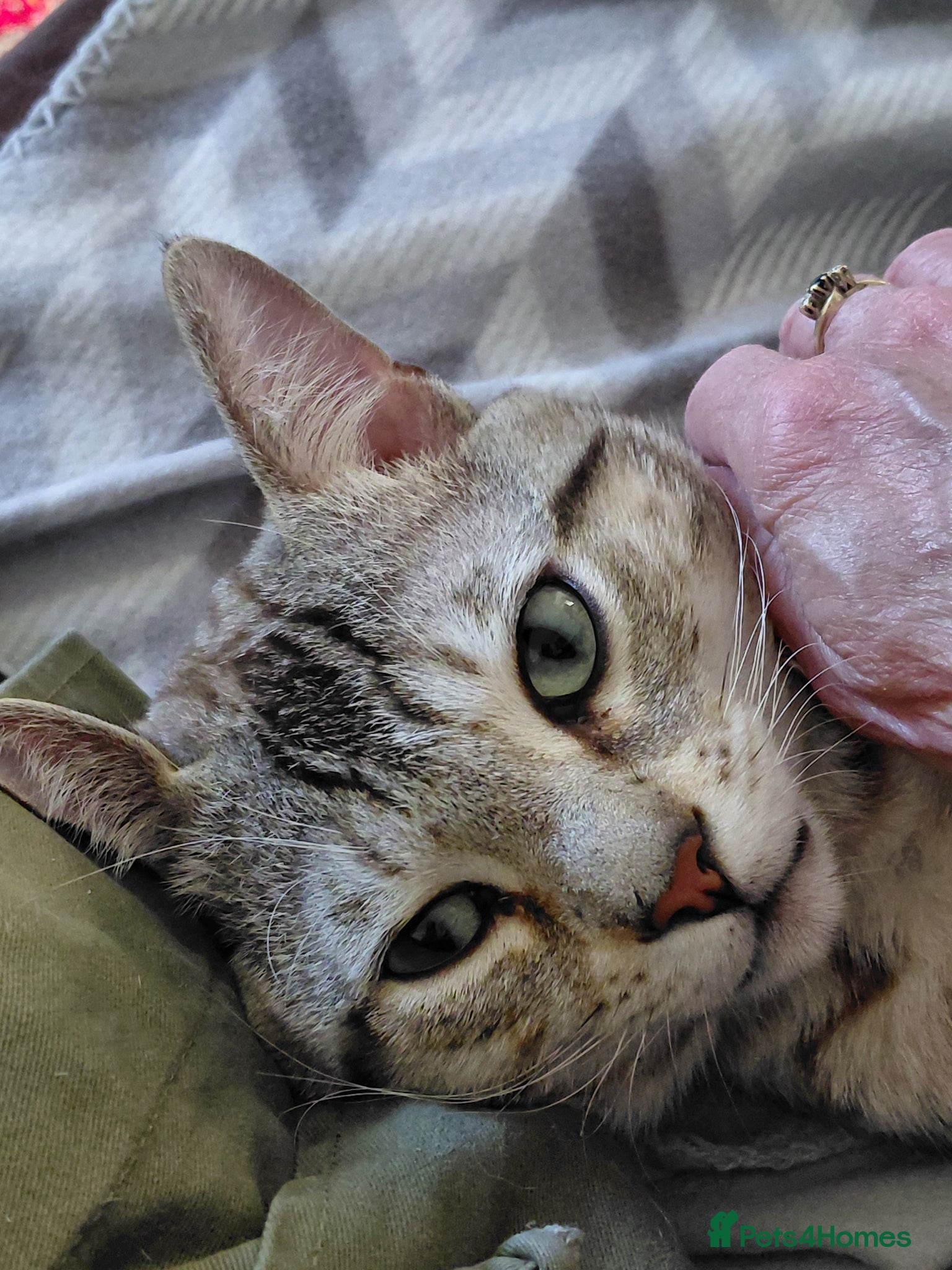 Bengal cats for sale: Snow Bengal cat for sale - Advert 2