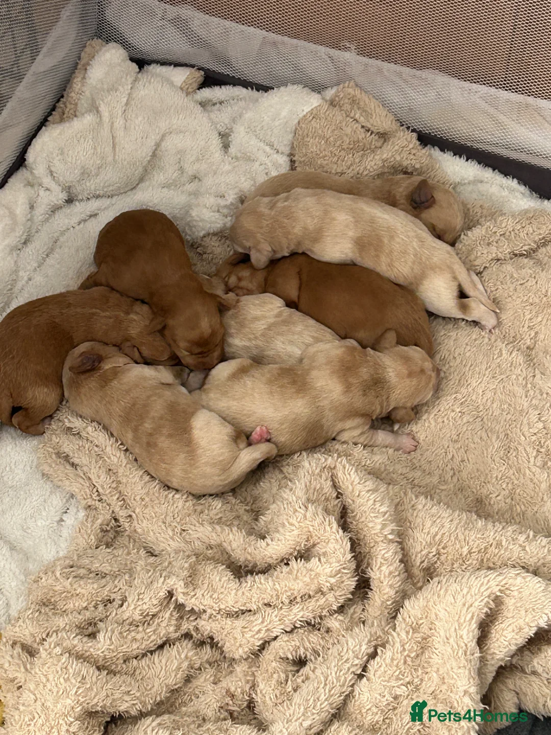 Labradoodle dogs for sale: 5 Males and 2 Female Labradoodle Puppies   in New Romney - Advert 2