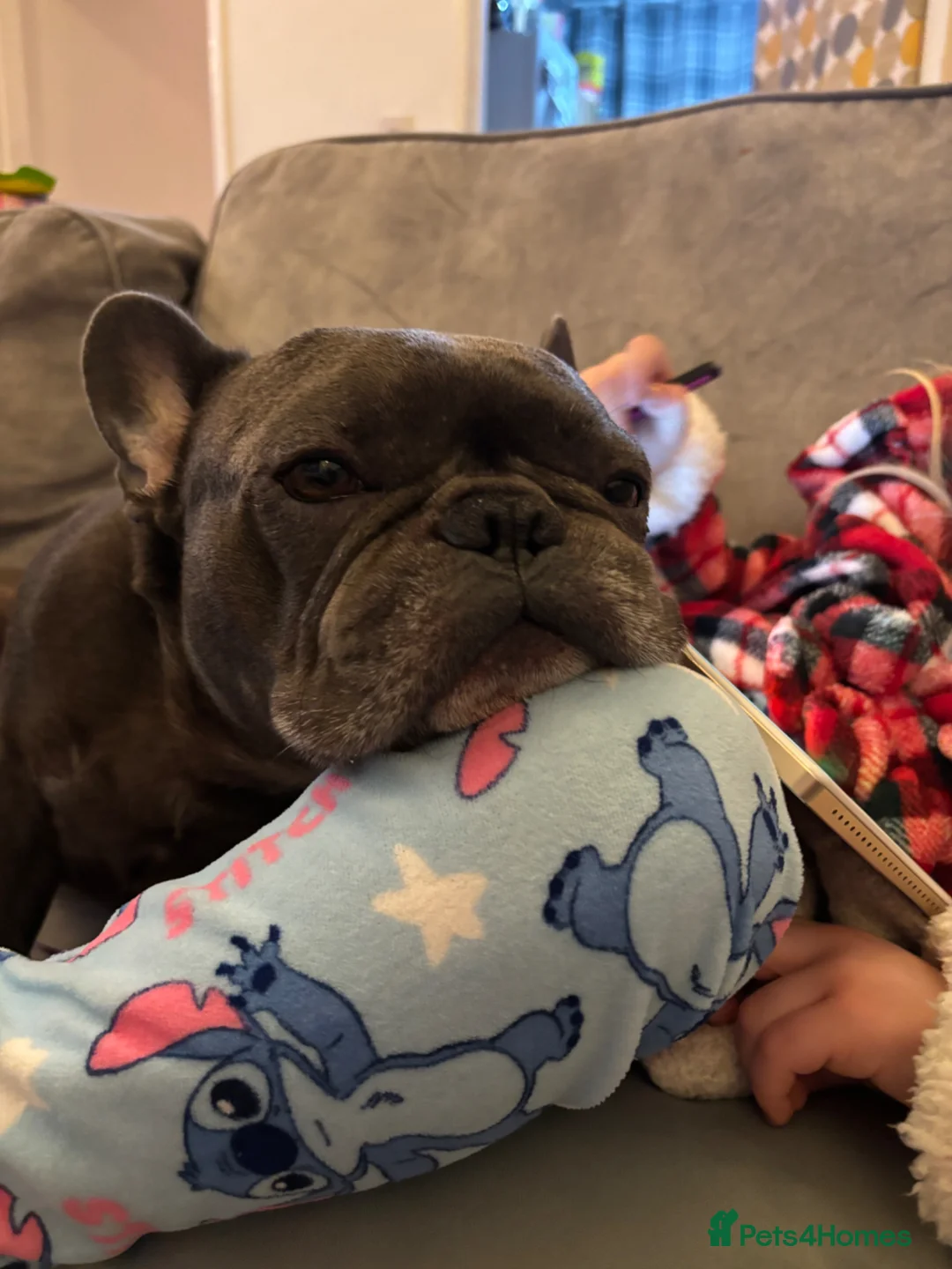 French Bulldog dogs for sale: 4 year old French bulldog dog in Kidderminster - Advert 3