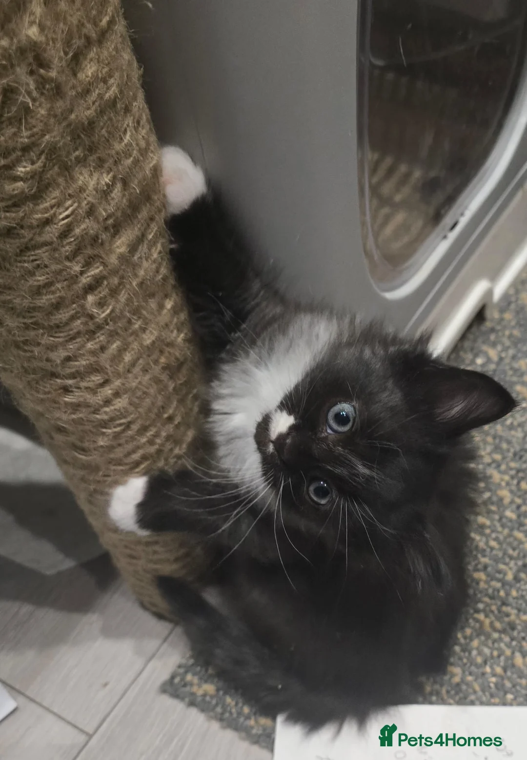 Mixed Breed cats for sale: Raised With Love – Gorgeous Kittens - Advert 2