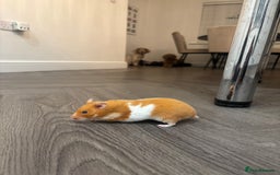 Hamster rodents for sale: Ginger and white hamster  - Image 3