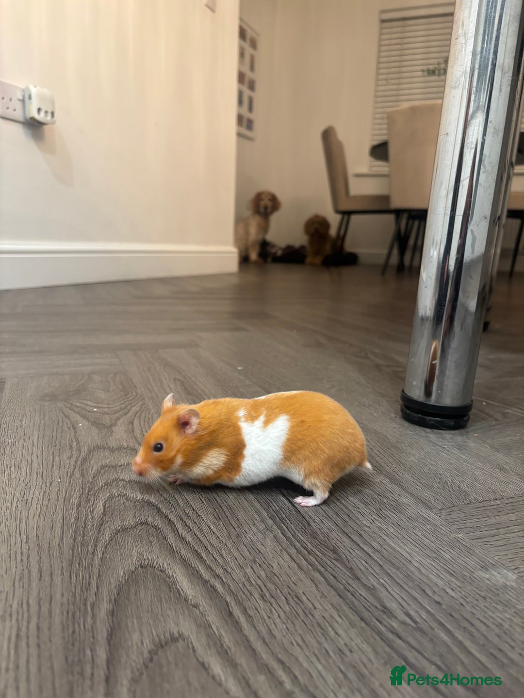 Hamster rodents for sale: Ginger and white hamster  - Image 3