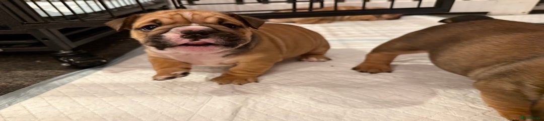 English Bulldog Puppy 6
