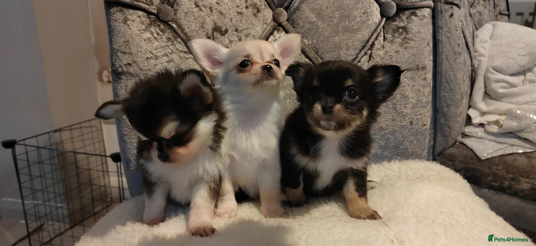 Chihuahua dogs for stud: Chihuahua for stud  - Advert 22