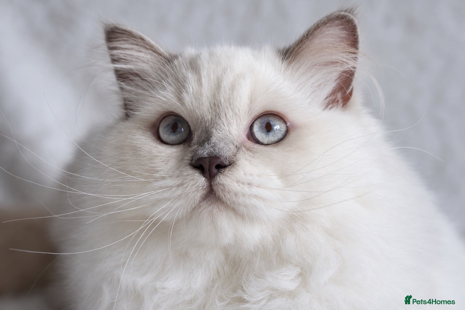 British Longhair cats Beautiful and friendly NEUTERED kitten - Advert 1