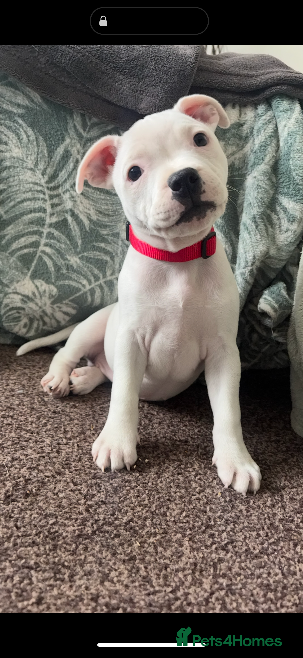 Staffordshire Bull Terrier dogs 13 week old female Staffordshire bull terrier  - Advert 1