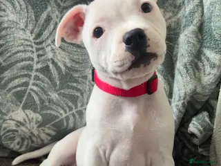 Staffordshire Bull Terrier dogs 13 week old female Staffordshire bull terrier - Advert 1