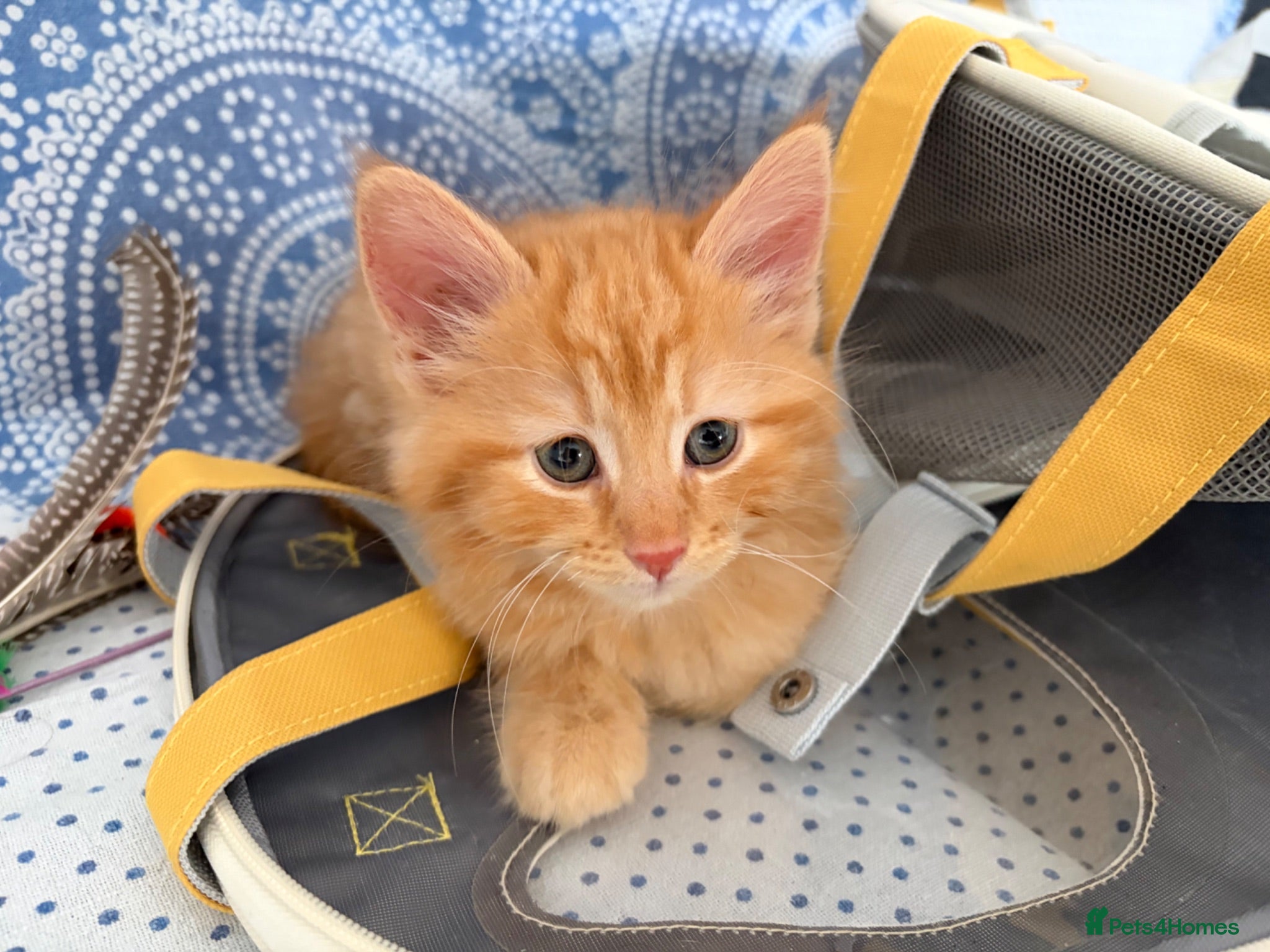 Mixed Breed cats Beautiful mixed-breed kittens! - Advert 15