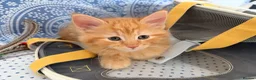 Mixed Breed cats for sale: Beautiful mixed-breed kittens! - Advert 3