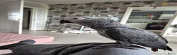 Parrots birds for sale: African grey parrot male in Glasgow - Advert 3