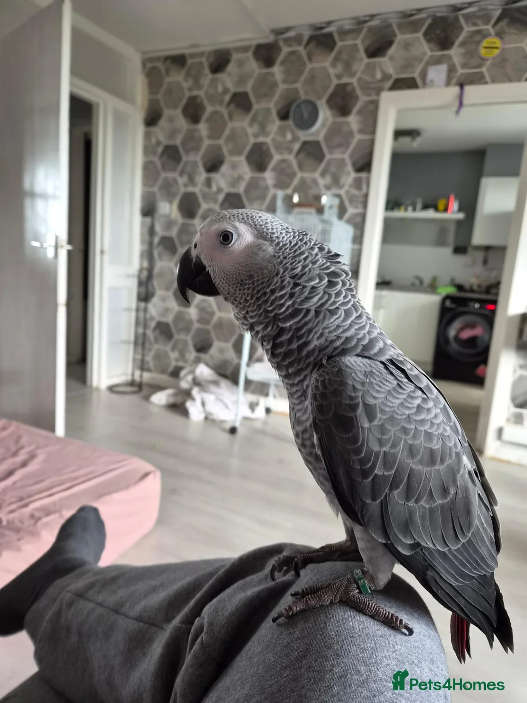 Parrots birds for sale: African grey parrot male in Glasgow - Advert 3