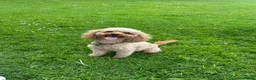 Cockapoo dogs for sale: Adorable f2 cockapoo in Ilkley - Advert 3
