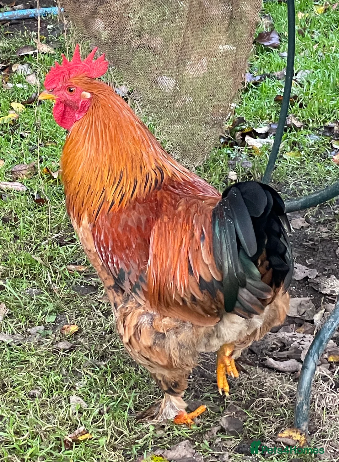 Chickens poultry for sale: Bantam wellsummer cross cockerel - Advert 3