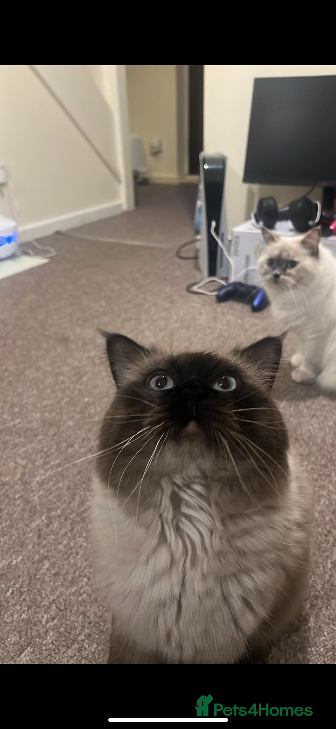 Ragdoll cats for sale: Two ragdoll cats for sale  - Advert 5