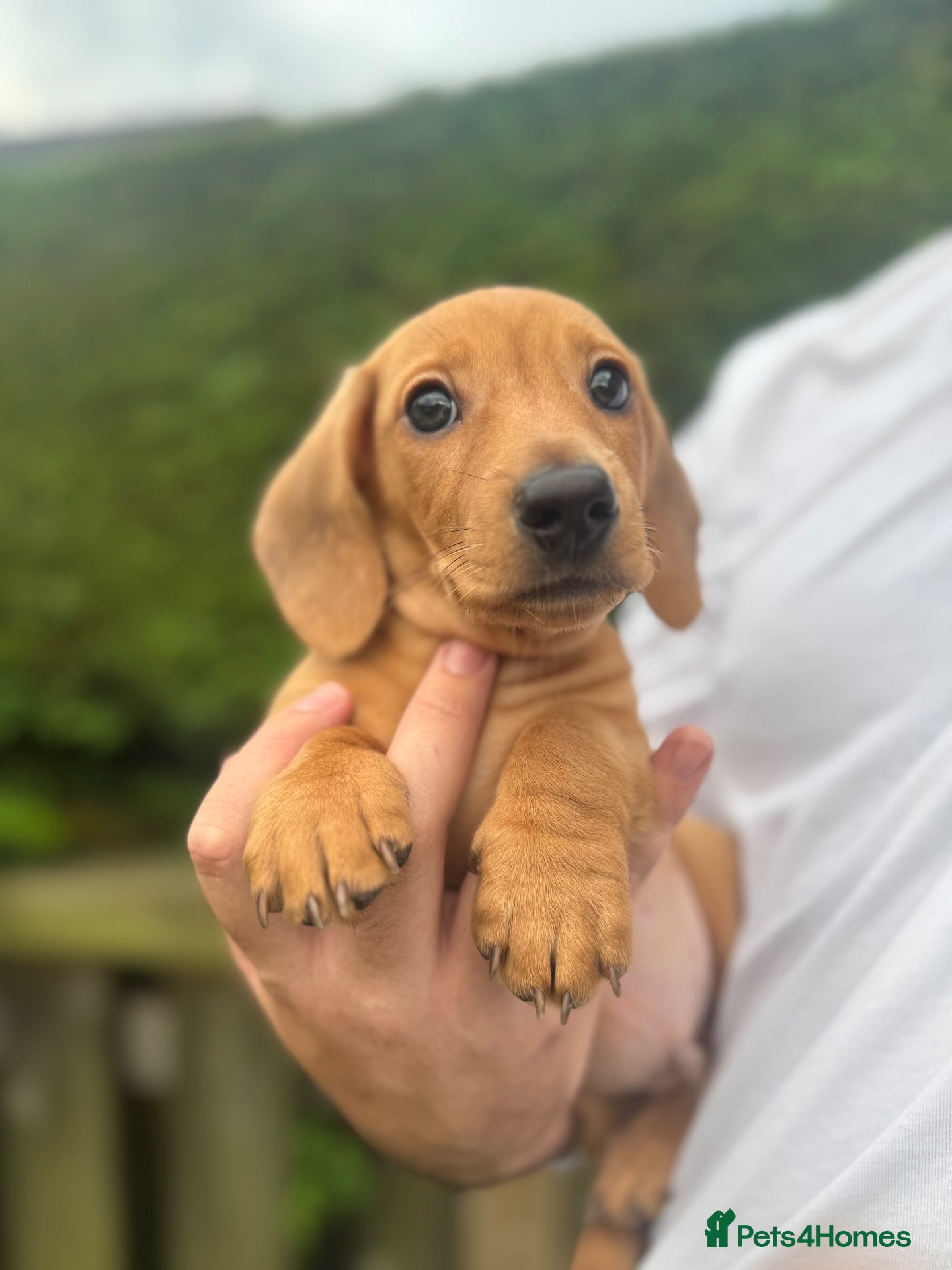 Miniature Dachshund dogs 🤍2 Gorgeous Creamy Puppies🤍 - Advert 2
