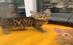 British Longhair cats for sale: 5 adorable male kittens - Image 6