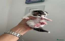 Domestic Shorthair cats for sale: Kittens - Image 8