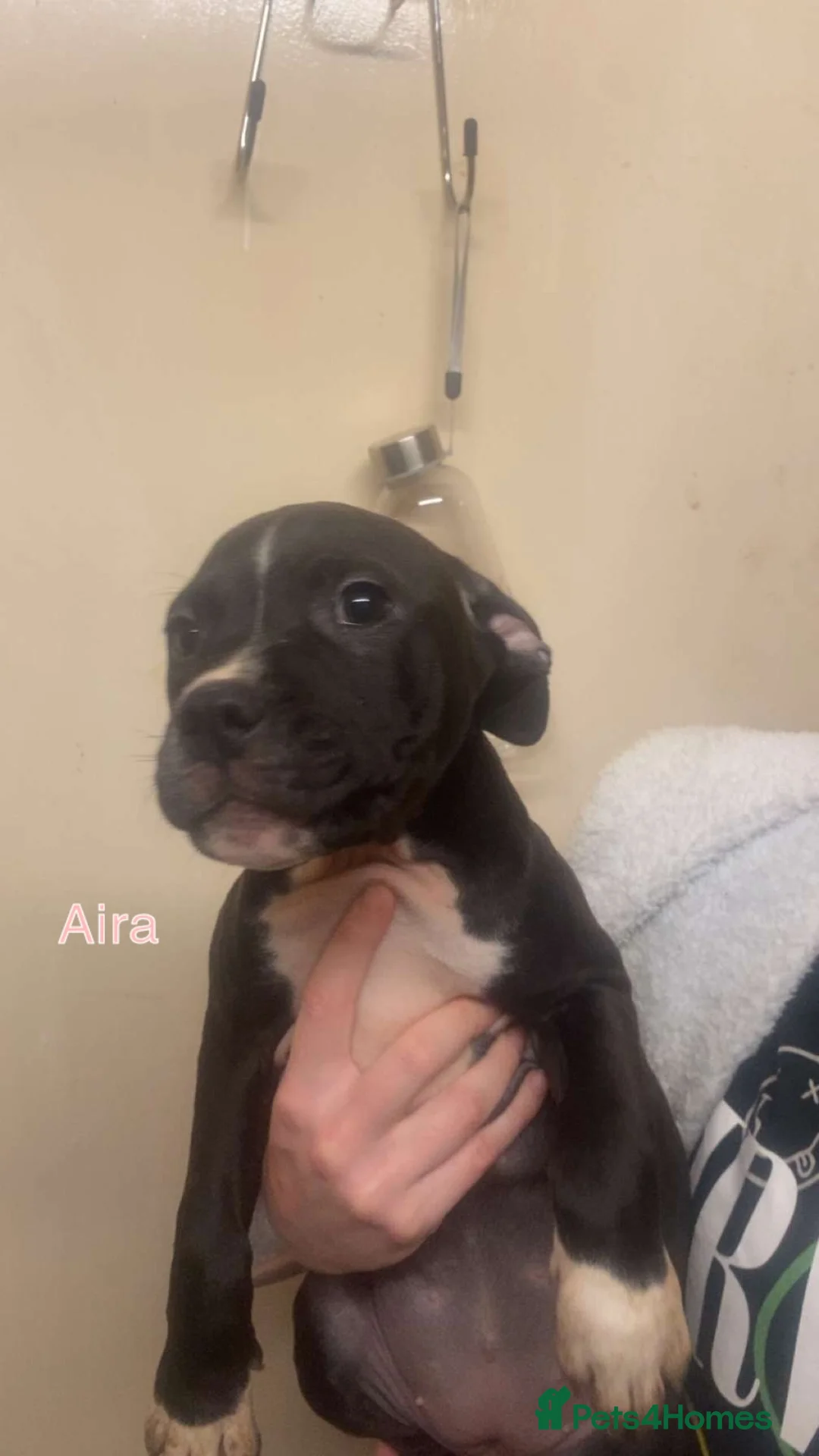 Staffordshire Bull Terrier dogs for sale: Beautiful Staffies pups  - Advert 18