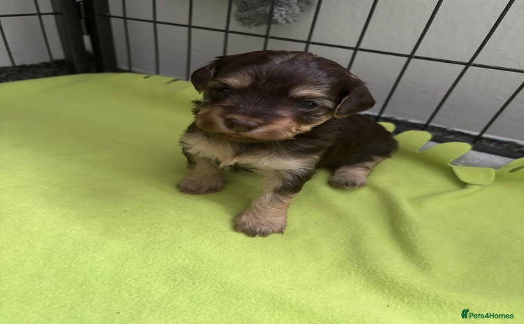 Mixed Breed dogs - Advert 1