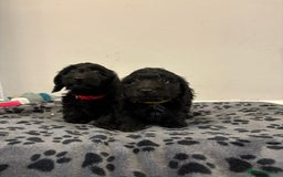 Mixed Breed dogs for sale: dixie pop puppies for sale - Image 15