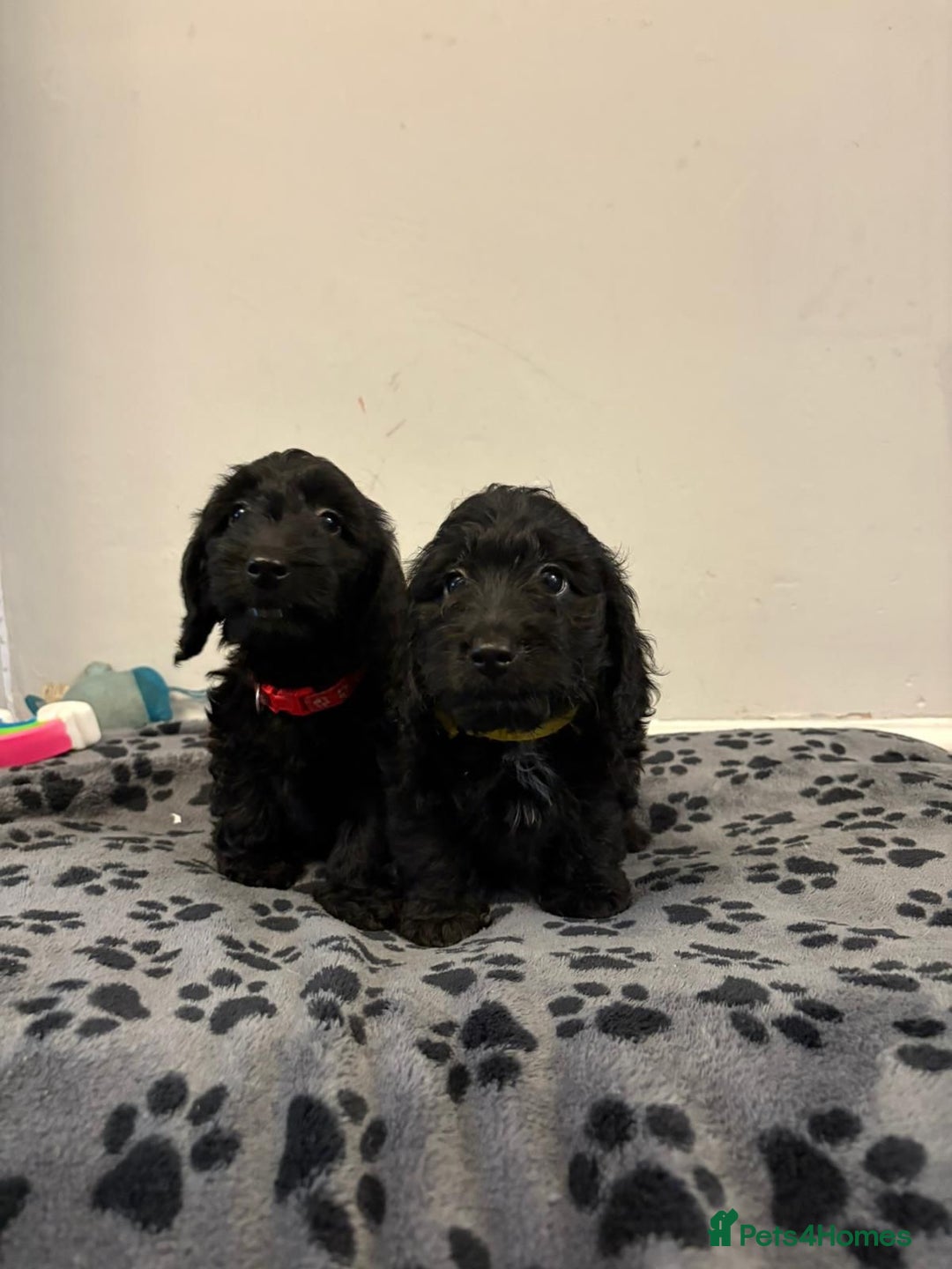 Mixed Breed dogs for sale: dixie pop puppies for sale - Image 15