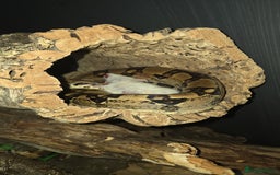 Boa Snake reptiles for sale: Brother and sister with tanks  - Advert 12