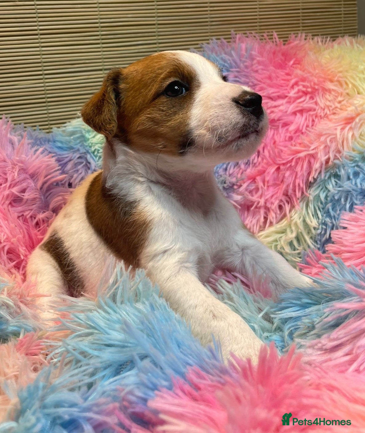 Mixed Breed dogs Wire Fox X Parsons Jack Russell Puppies for Sale - Advert 2